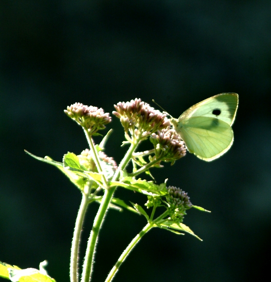 Pieris brassicae